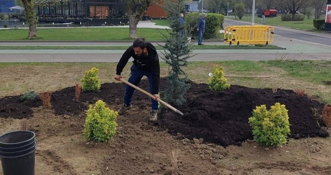 BAIA MARE: S-a deschis sezonul de plantări