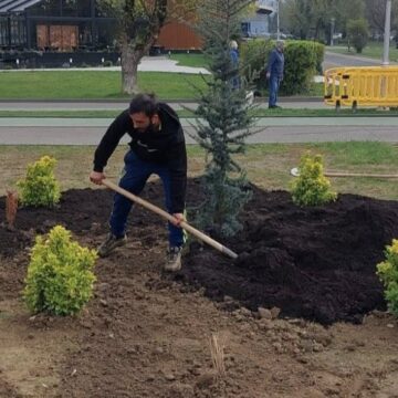 BAIA MARE: S-a deschis sezonul de plantări