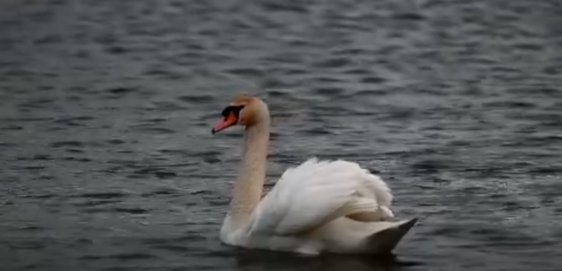MUZEUL MARAMUREȘAN: Ziua Păsărilor – Vedeta de pe Lacul Teplița