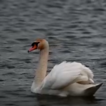 MUZEUL MARAMUREȘAN: Ziua Păsărilor – Vedeta de pe Lacul Teplița