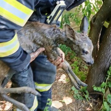 ISU: Pui de căprioară căzut într-o fântână, salvat de pompieri ISU: Pui de căprioară căzut într-o fântână, salvat de pompieri
