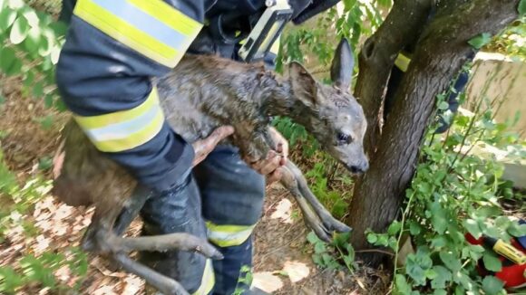 ISU: Pui de căprioară căzut într-o fântână, salvat de pompieri ISU: Pui de căprioară căzut într-o fântână, salvat de pompieri