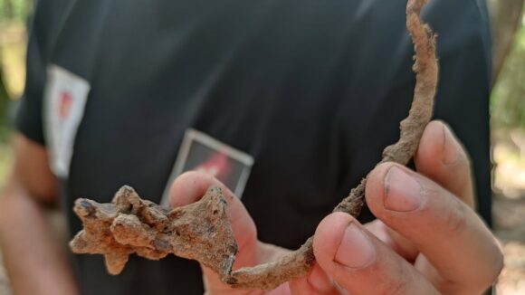 MUZEUL JUDEȚEAN DE ISTORIE: Descoperiri arheologice la Ciceu-Corabia MUZEUL JUDEȚEAN DE ISTORIE: Descoperiri arheologice la Ciceu-Corabia