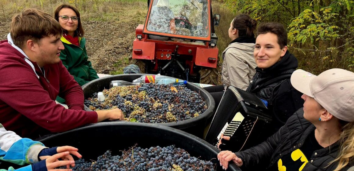 ZAHORÁNSZKI BRIGITTA: Recoltă bogată, cizme mari – așa se salută oamenii din Arduzel în timpul culesului de struguri ZAHORÁNSZKI BRIGITTA: Recoltă bogată, cizme mari – așa se salută oamenii din Arduzel în timpul culesului de struguri