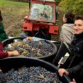 ZAHORÁNSZKI BRIGITTA: Recoltă bogată, cizme mari – așa se salută oamenii din Arduzel în timpul culesului de struguri