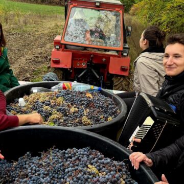 ZAHORÁNSZKI BRIGITTA: Recoltă bogată, cizme mari – așa se salută oamenii din Arduzel în timpul culesului de struguri ZAHORÁNSZKI BRIGITTA: Recoltă bogată, cizme mari – așa se salută oamenii din Arduzel în timpul culesului de struguri